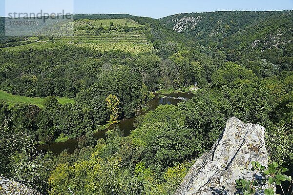 Blick auf eine Schleife der Thaya und den Sobes Weinberg am Aussichtspunkt Vyhlidka Devet mlynu  Neun Mühlen  Tschechien  Europa