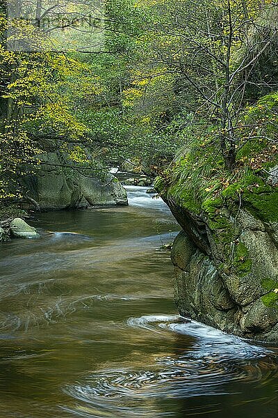 Fluss Bode im herbstlichen Harz  Gebirgsbach  Kehrwasser  Bodetal  Thale  Sachsen-Anhalt  Deutschland  Europa