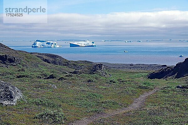 Wanderweg in grüner  arktischer Landschaft  weite Bucht mit Eisbergen und roten Spuren des vulkanischen Gesteins  Diskoinsel  Qeqertarsuaq  Arktis  Grönland  Dänemark  Nordamerika