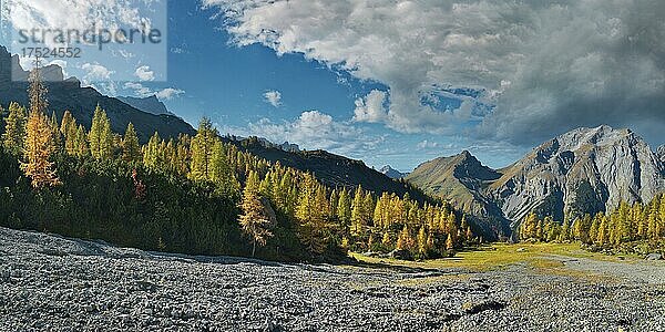 Leuchtender herbstlicher Bergwald unterhalb des Lamsenjochmassives mit Gamsjochgipfel  Binsalm  Engtal  Karwendel  Pertisau  Hinterriß  Tirol  Österreich  Europa