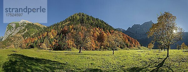 Großer Ahornboden Panorama mit herbstlich bunten Ahornbäumen bei tiefstehender Sonne unterhalb der Spritzkar und Bärenkopf Karwendelgipfel  Engalm  Engtal  Karwendel  Pertisau  Hinterriß  Tirol  Österreich  Europa