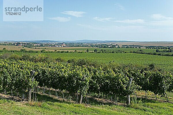 Weinberge  ?atov  Schattau  Okres Znojmo  Bezirk Znaim  Kraj Jihomoravský  Südmähren  Mähren  Tschechien  Europa