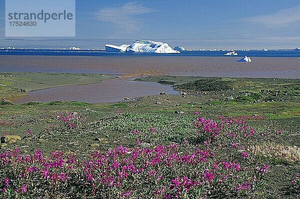 Arktische Weidenröschen  Flussdelta  weite Bucht mit Eisbergen und roten Spuren des vulkanischen Gesteins  Diskoinsel  Qeqertarsuaq  Arktis  Grönland  Dänemark  Nordamerika