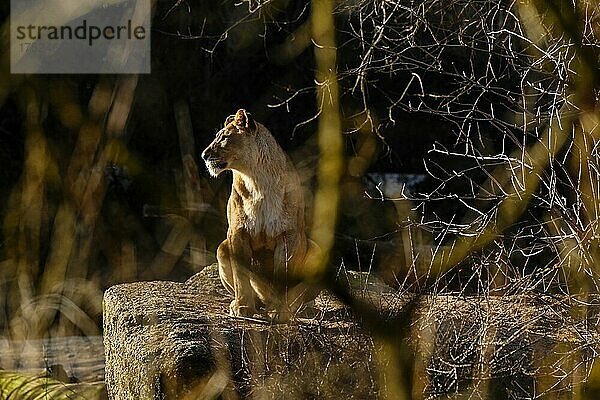 Löwe (Panthera leo) weiblich  captive  Zoo Basel  Schweiz  Europa