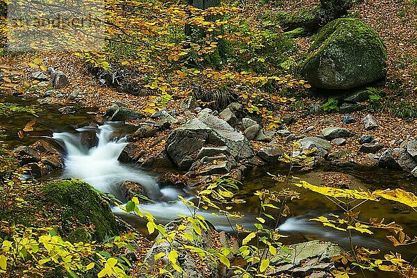 Herbstliches Ilsetal im Harz  Gebirgsbach  Ilsenburg  Sachsen-Anhalt  Deutschland  Europa
