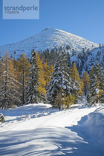 Forstweg zum Kotalm Mittelleger bei Schnee im Spätherbst  Achenkirch  Tirol  Österreich  Europa