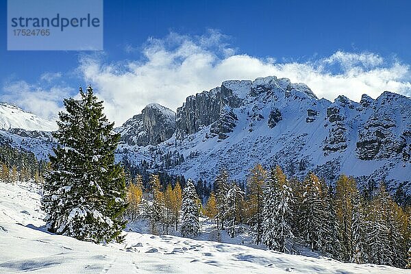 Gebirgslandschaft im Spätherbst bei Schnee  vorne Fichten und Lärchen  hinten das Rofan-Gebirge  Kotalm Mittelleger  Achenkirch  Tirol  Österreich  Europa