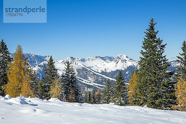 Gebirgslandschaft im Spätherbst bei Schnee  vorne Fichten und Lärchen  hinten das östliche Karwendelgebirge  Achenkirch  Tirol  Österreich  Europa