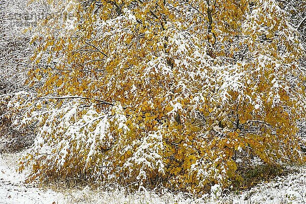 Herbstlicher Wald mit erstem Schnee im Harz  Thale  Sachsen-Anhalt  Deutschland  Europa