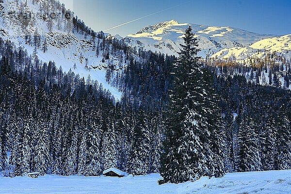 Wald im Winter  Rendena-Tal  Trentino  Südtirol  Italien  Europa