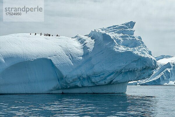 Pinguine auf Eisberg  Antarktis  Antarktika