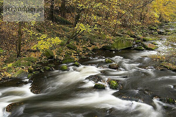 Fluss Bode im herbstlichen Harz  Bodetal  Thale  Sachsen-Anhalt  Deutschland  Europa