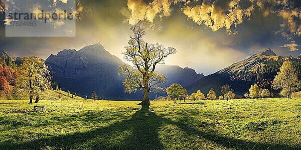 Großer Ahornboden Panorama mit herbstlich bunten knorrigen Ahornbaum bei tiefstehender Sonne unterhalb der Spritzkar und Grubenkar Karwendelgipfel bei bizarren Wolkenhimmel  Engalm  Engtal  Karwendel  Pertisau  Hinterriß  Tirol  Österreich  Europa