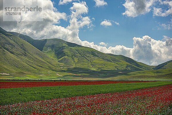 Blüte auf der Hochebene Piano Grande  Nationalpark Sibillini  Umbrien  Italien  Europa