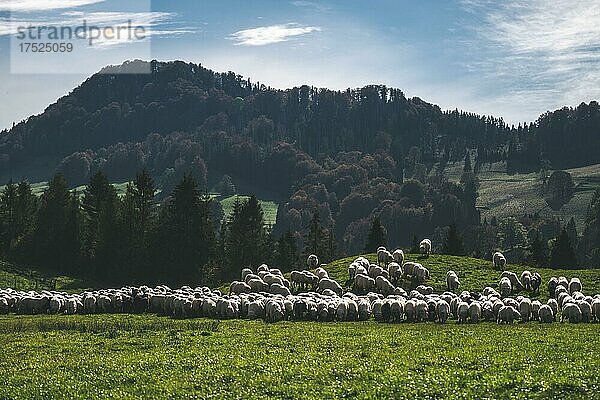 Schafherde  Weide  Wiese  Pieniny-Gebirge  Polen  Europa