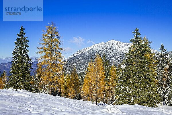 Gebirgslandschaft im Spätherbst bei Schnee  vorne Fichten und Lärchen  hinten der Vordere und der Hintere Unnutz  Achenkirch  Tirol  Österreich  Europa