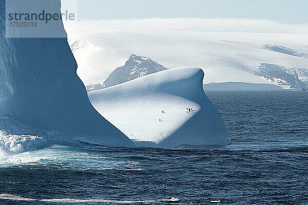 Pinguine auf Eisberg  Antarktis  Antarktika
