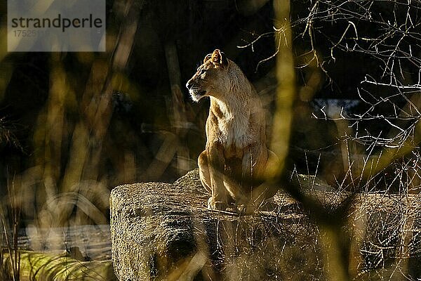 Löwe (Panthera leo) weiblich  captive  Zoo Basel  Schweiz  Europa
