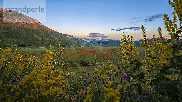 Blüte am Piano Grande di Castelluccio di Norcia  Nationalpark Sibillini  Umbrien  Italien  Europa