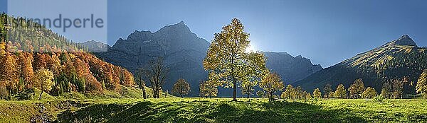 Großer Ahornboden Panorama mit herbstlich bunten Ahornbäumen bei tiefstehender Sonne unterhalb der Spritzkar und Grubenkar Karwendelgipfel  Engalm  Engtal  Karwendel  Pertisau  Hinterriß  Tirol  Österreich  Europa