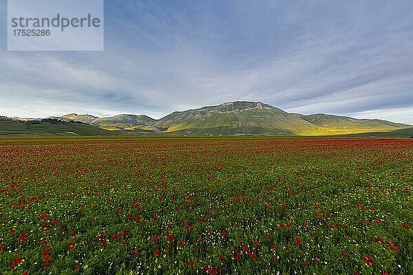 Blüte auf der Hochebene Piano Grande  Nationalpark Sibillini  Umbrien  Italien  Europa