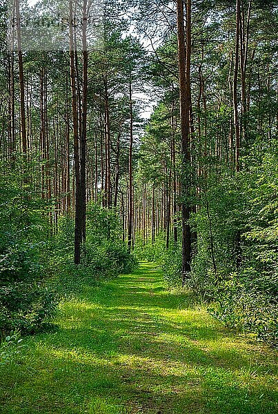 Grün bewachsener Wanderweg im Brandenburger Forst  Deutschland  Europa