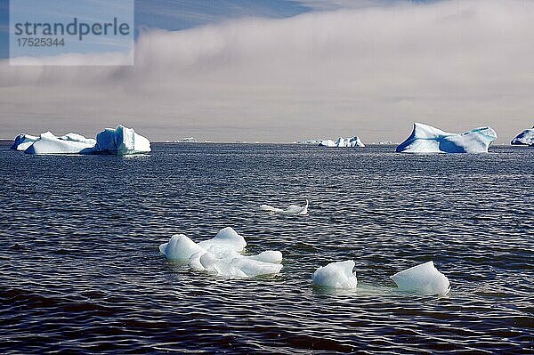 Kleine und große Eisstücke in einer weiten Bucht  Diskoinsel  Qeqertarsuaq  Arktis  Grönland  Dänemark  Nordamerika