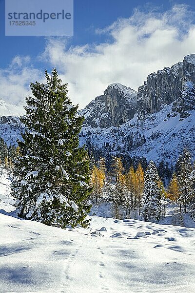 Gebirgslandschaft im Spätherbst bei Schnee  vorne Fichten und Lärchen  hinten das Rofan-Gebirge  Kotalm Mittelleger  Achenkirch  Tirol  Österreich  Europa