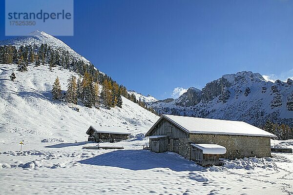 Kotalm Niederleger bei Schnee im Spätherbst  Achenkirch  Tirol  Österreich  Europa