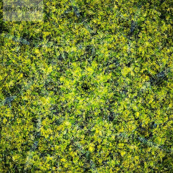 Herbstmosaik  Mehrfachbelichtung von herbstlichen Zweigen und Blättern  Hintergrund  abstrakt  Ilsenburg  Sachsen Anhalt  Deutschland  Europa