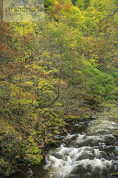Fluss Bode im herbstlichen Harz  Gebirgsbach  Bodetal  Thale  Sachsen-Anhalt  Deutschland  Europa
