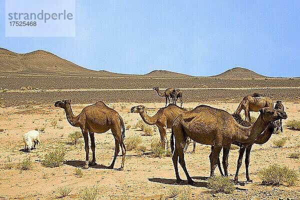 Dromedare in der Wüste  Erg Chebbi  Marokko  Afrika