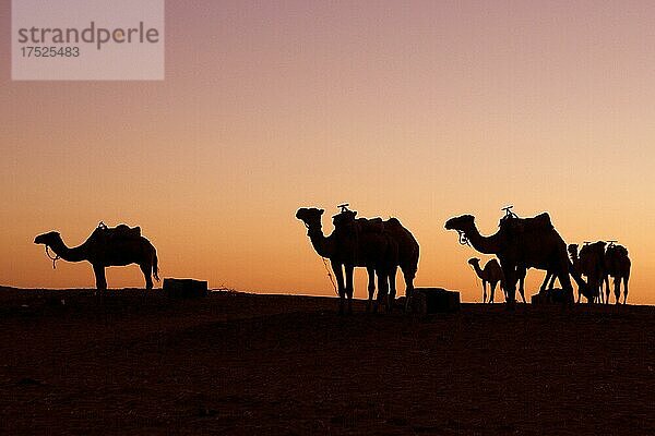 Dromedare im Gegenlicht des Abendhimmel  Erg Chebbi  Marokko  Afrika