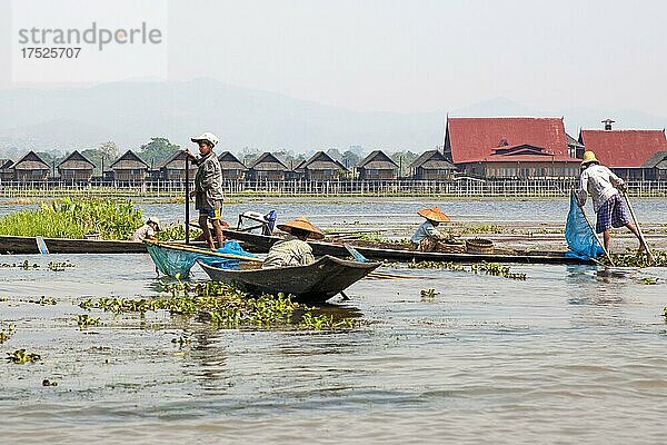 Schwimmende Felder  Einbeinruderer  Inle See  Myanmar  Inle See  Myanmar  Asien