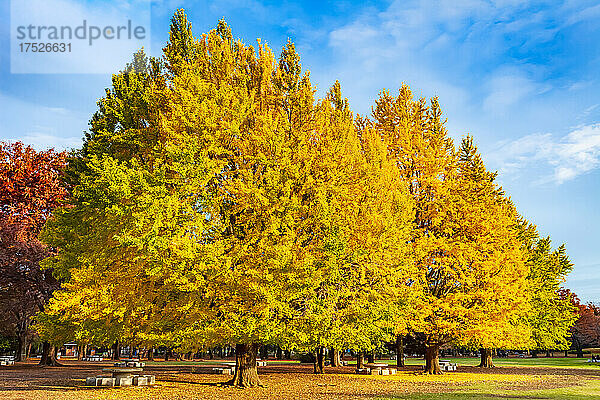 Tokio  großer Ginkgobaum mit gelben Blättern