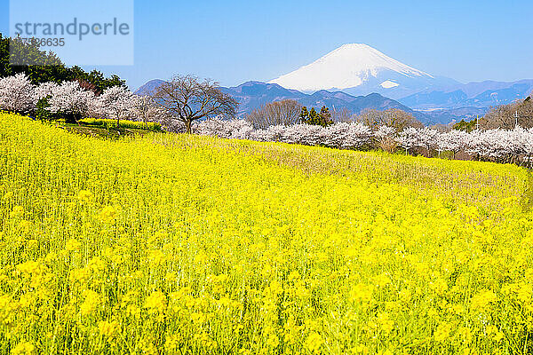 Rapsblütenfeld  Kirschblüten und roter Fuji