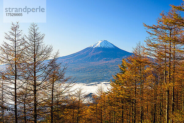 Gelbblättriger Lärchenwald vom Shindo-Pass und dem Berg Fuji