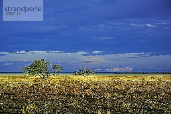Landschaft am Rande der Salzpfanne im Morgenlicht  Etosha National Park  Namibia  Afrika
