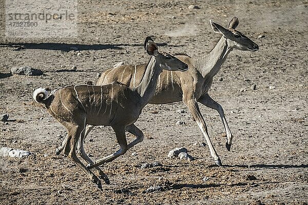 Großer Kudu (Tragelaphus strepsiceros)  weibliche Tiere scheuen an einem Wasserloch  Etosha National Park  Namibia  Afrika
