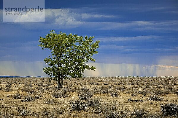 Regen über der Landschaft  Regenwolken am Horizont  Etosha National Park  Namibia  Afrika