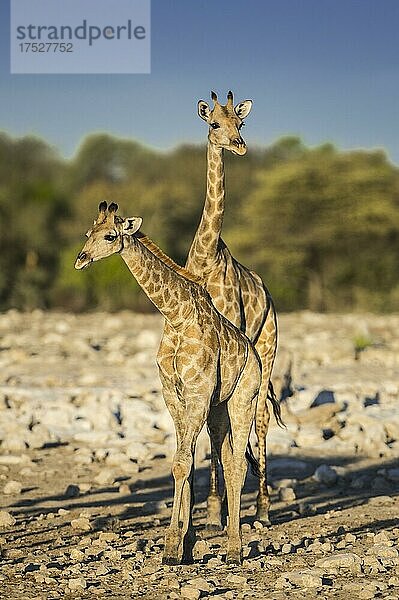 Zwei Angola-Giraffen (Giraffa camelopardalis angolensis) an einem Wasserloch  Etosha National Park  Namibia  Afrika