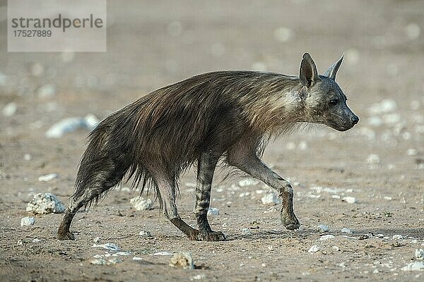 Schabrackenhyäne (Hyaena brunnea)  auch Braune Hyäne  Etosha National Park  Namibia  Afrika