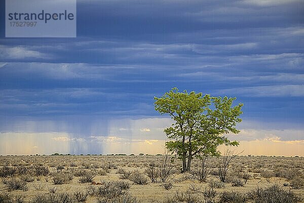 Regen über der Landschaft  Etosha National Park  Namibia  Afrika