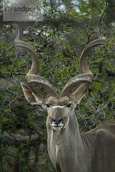 Großer Kudu (Tragelaphus strepsiceros)  männliches Tier  Etosha National Park  Namibia  Afrika