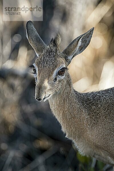 Kirk-Dikdik oder Damara-Dikdik (Madoqua kirkii)  weibliches Tier  Etosha-Nationalpark  Namibia  Afrika