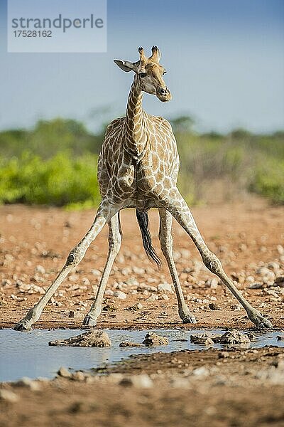 Angola-Giraffe (Giraffa camelopardalis angolensis) trinkt an einem Wasserloch  Etosha National Park  Namibia  Afrika