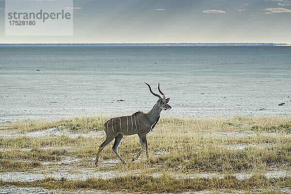 Großer Kudu (Tragelaphus strepsiceros)  männliches Tier an einer Lecke an Rande der Salzpfanne  Männchen  Etosha National Park  Namibia  Afrika