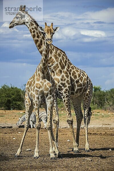 Angola-Giraffen (Giraffa camelopardalis angolensis) an einem Wasserloch  Etosha National Park  Namibia  Afrika