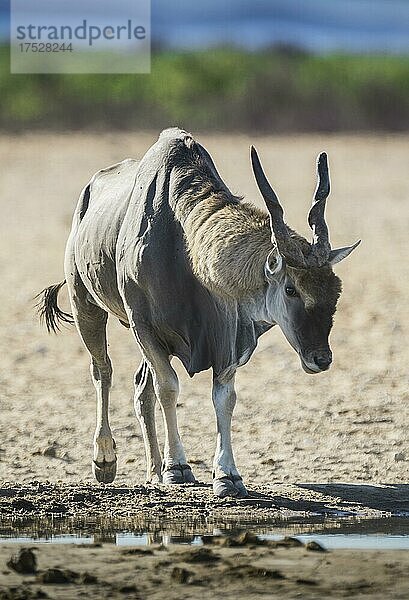Elen-Antilope (Taurotragus oryx)  männliches Tier an einem Wasserloch  Etosha National Park  Namibia  Afrika
