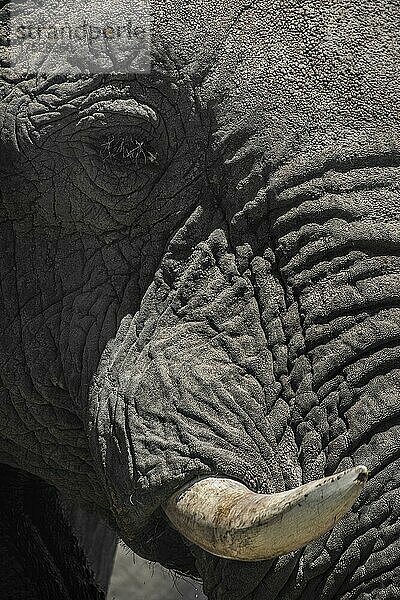 Afrikanischer Elefant (Loxodonta africana)  Detailaufnahme  Kopf  Etosha National Park  Namibia  Afrika